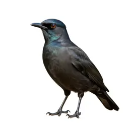 Tui with an iridescent throat