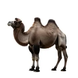 Bactrian camel