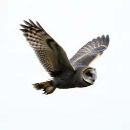 Barn owl in flight