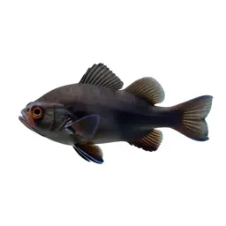 Bio-luminescent deep sea fish