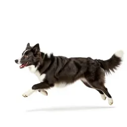 Border collie mid-leap