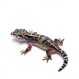 Gecko on glass