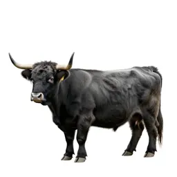 Highland cow