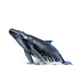 Humpback whale breaching