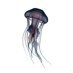 Jellyfish with long tendrils