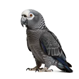 Kea parrot