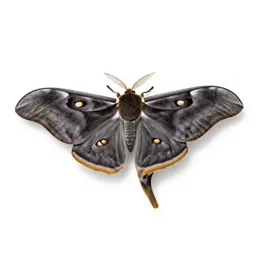 Luna moth