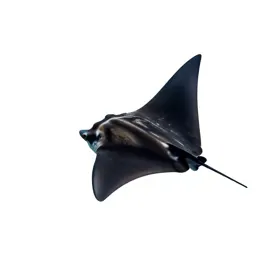 Manta ray gliding