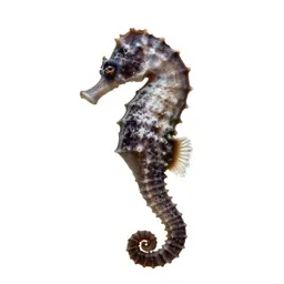 Seahorse