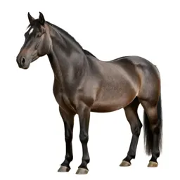 Shire horse