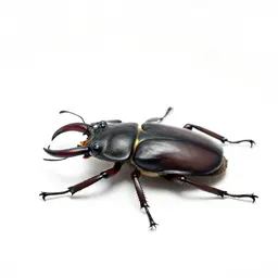 Stag beetle
