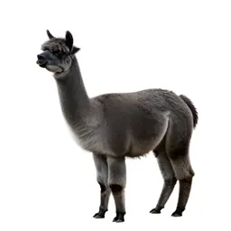 Alpaca
