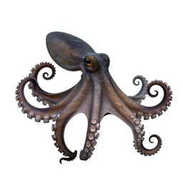 Octopus with curled arms