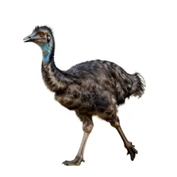 Gallimimus running