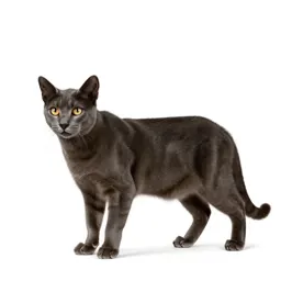 Sabre-toothed cat