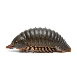 Trilobite on the seafloor