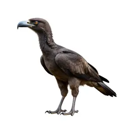 Archaeopteryx