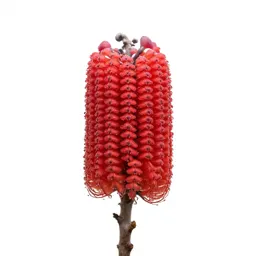 Banksia flower