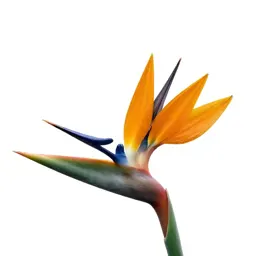 Bird of paradise flower