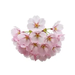 Cherry blossom cluster