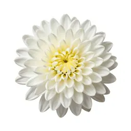 Chrysanthemum