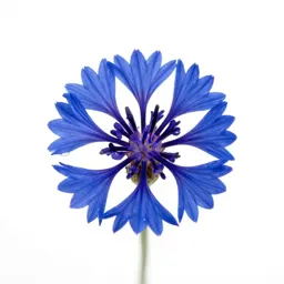 Cornflower