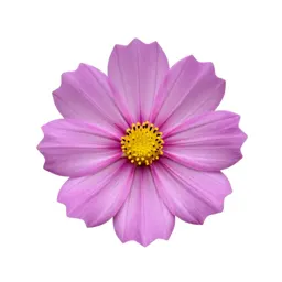 Cosmos flower