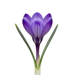 Crocus