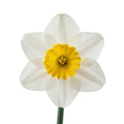 Daffodil
