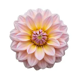 Dahlia with tight petals