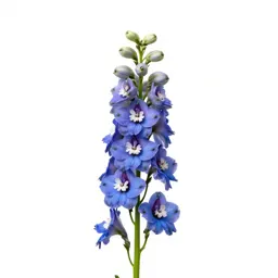 Delphinium stem