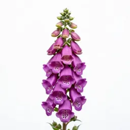 Foxglove spire