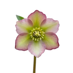 Hellebore nodding