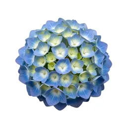 Hydrangea head