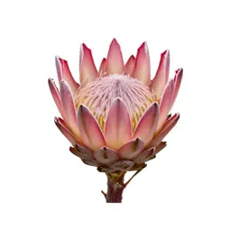King protea