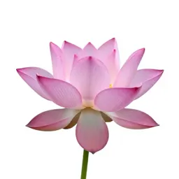 Lotus flower