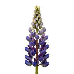 Lupin spike
