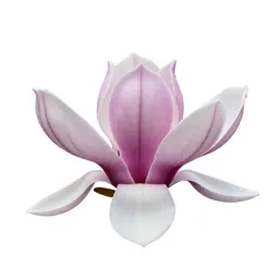 Magnolia flower