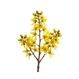 Manuka blossom branch
