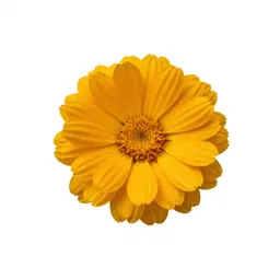 Marigold