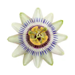 Passionflower