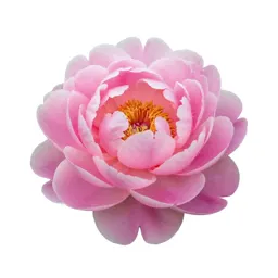 Peony opening