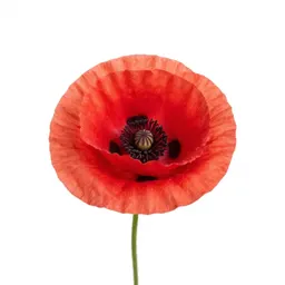 Poppy