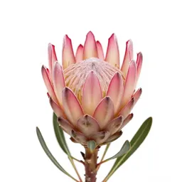 Protea bloom