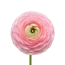 Ranunculus