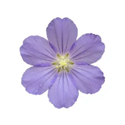 Rata bloom