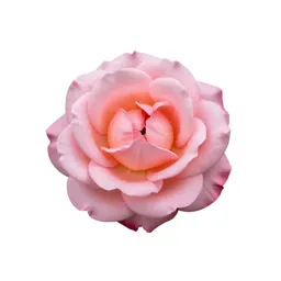 Single garden rose