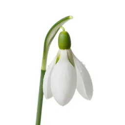 Snowdrop