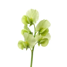 Sweet pea cluster