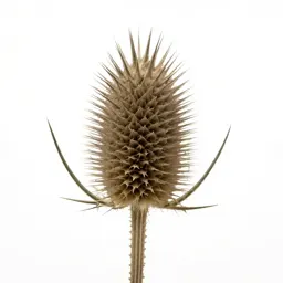 Thistle head